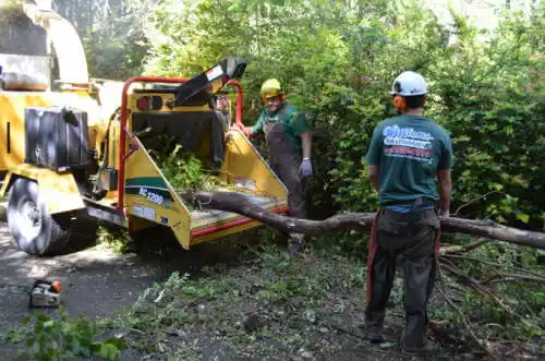 tree services Ringwood